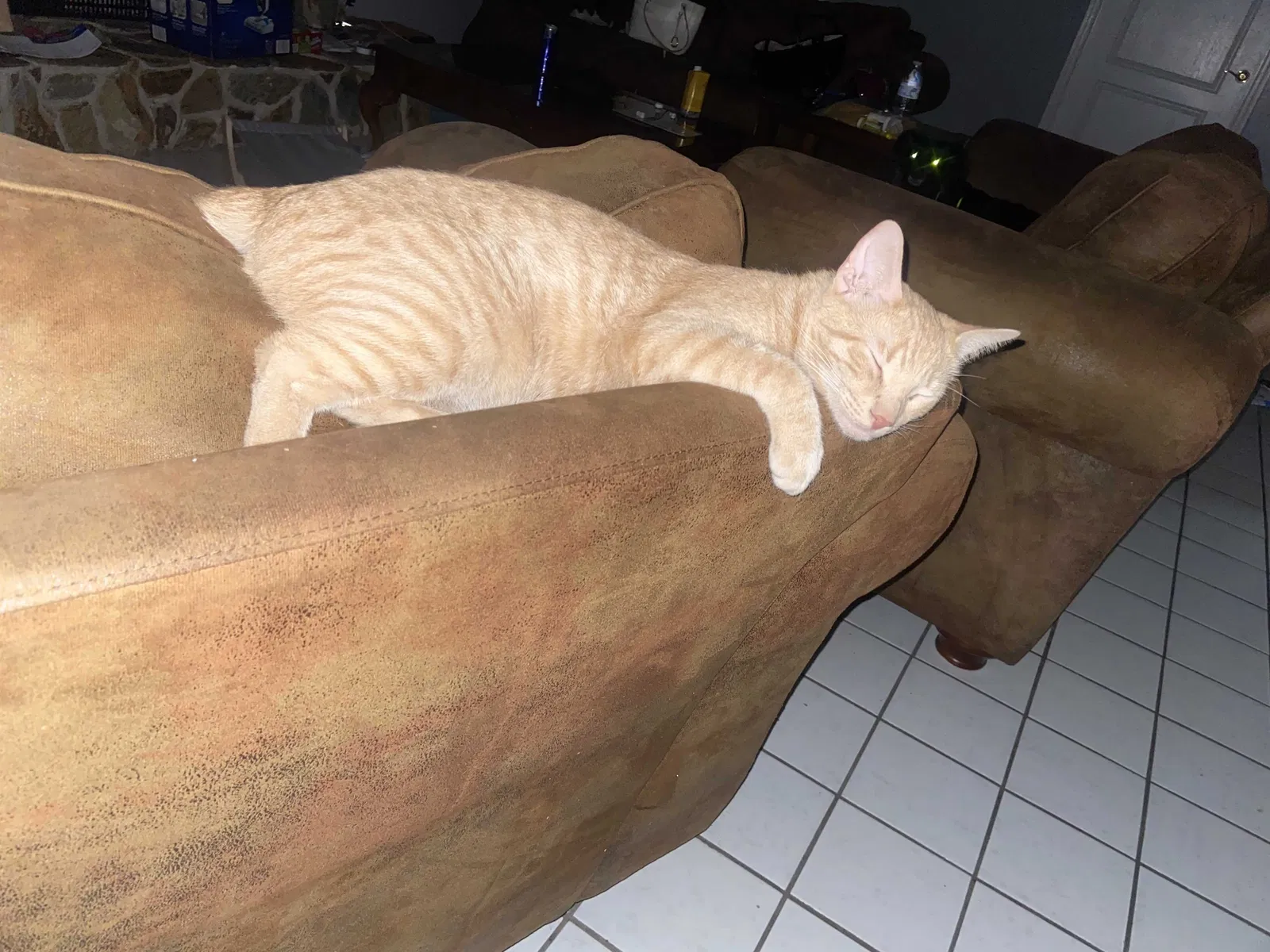 Lost cat in Sebastian, FL, 32958