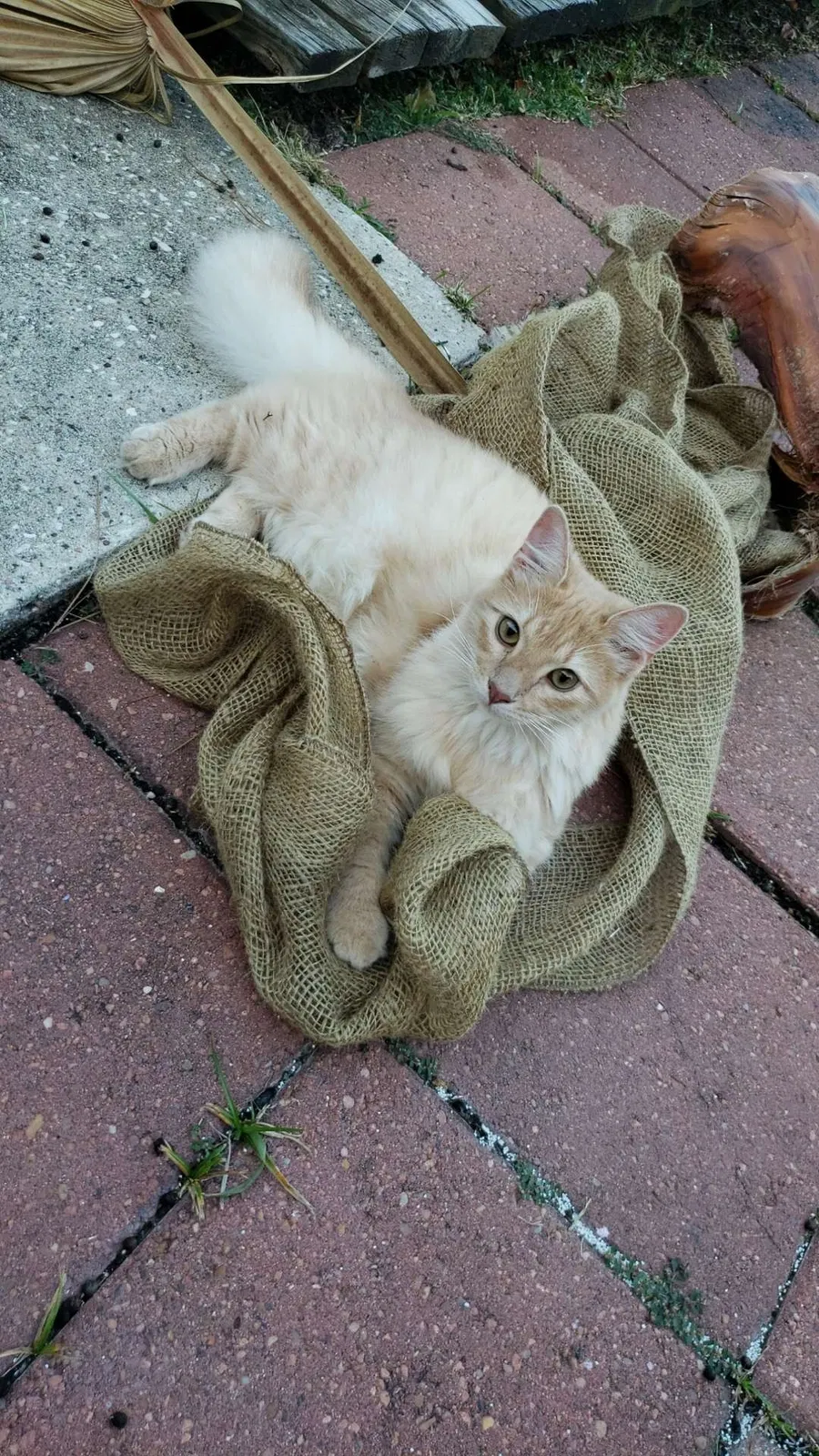 Lost cat in Spring, TX, 77379