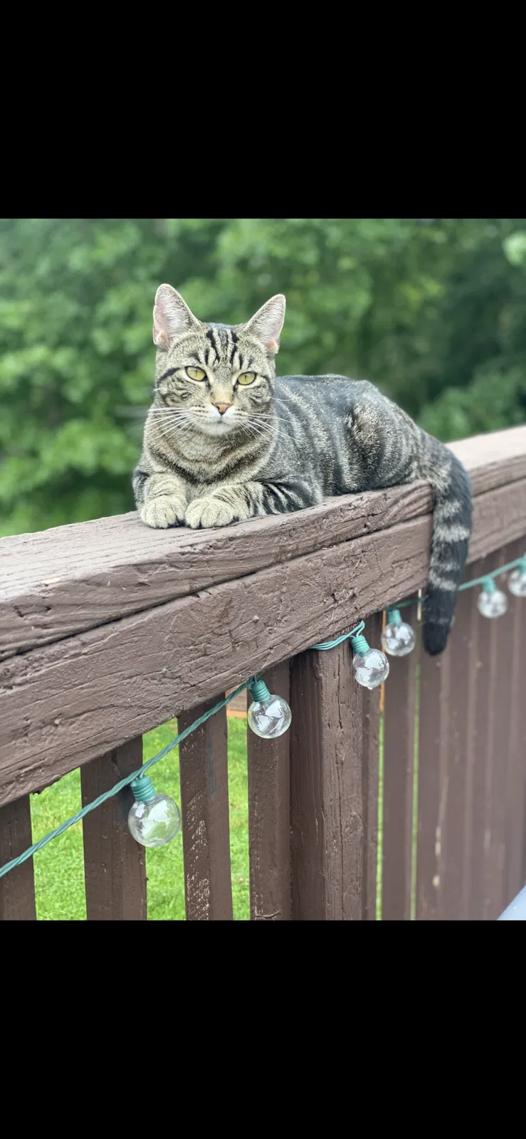 Lost cat in Bowling Green, KY, 42104