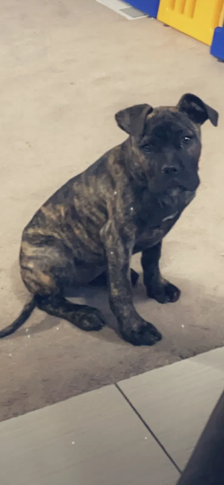 Lost dog in Champlin, MN, 55316