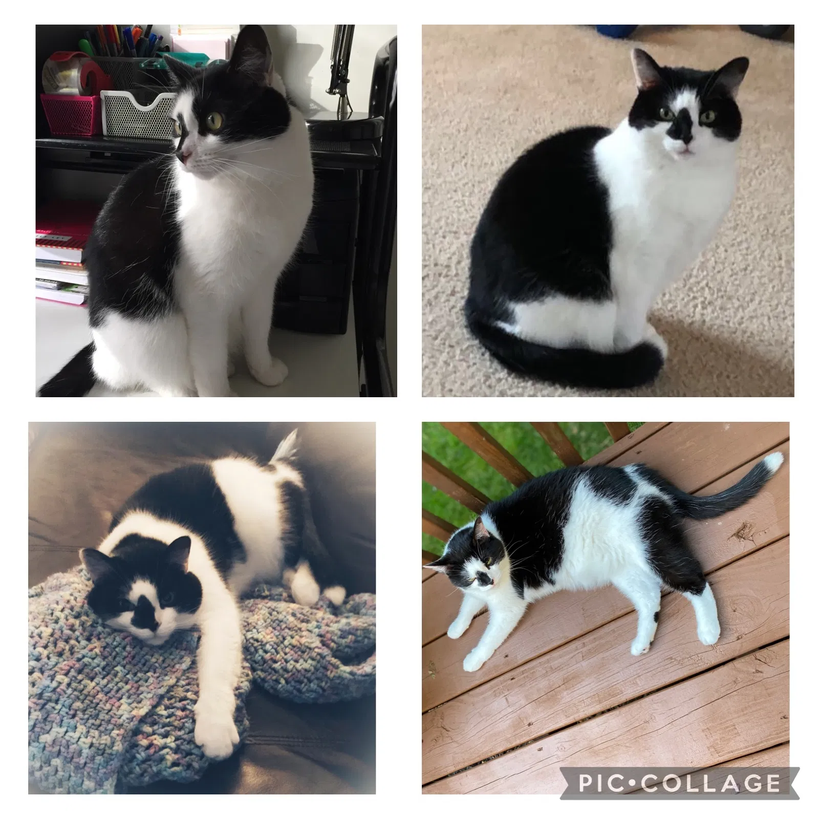 Lost cat in Ravenna, OH, 44266