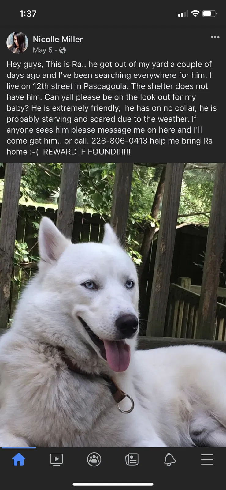 Lost dog in Pascagoula, MS, 39567