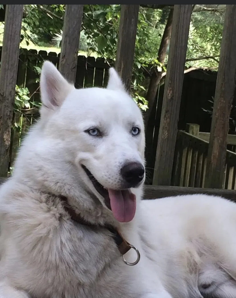 Lost dog in Pascagoula, MS, 39567