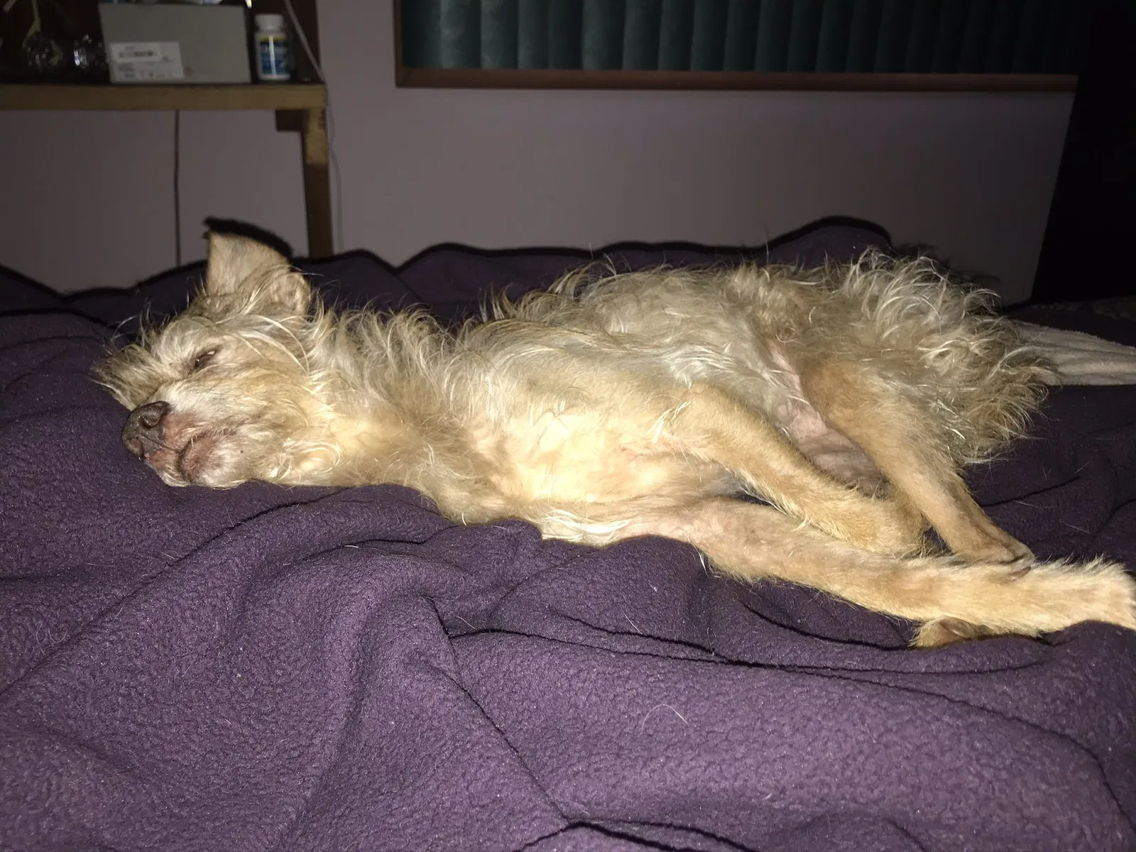 Lost dog in Murfreesboro, TN, 37129