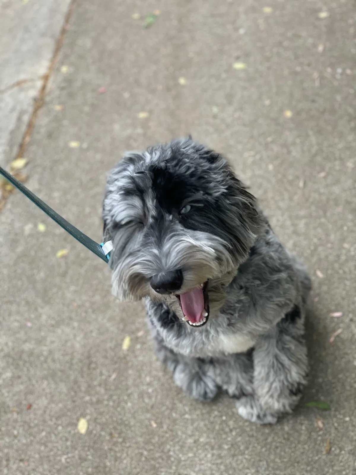 Lost dog in Greer, SC, 29650