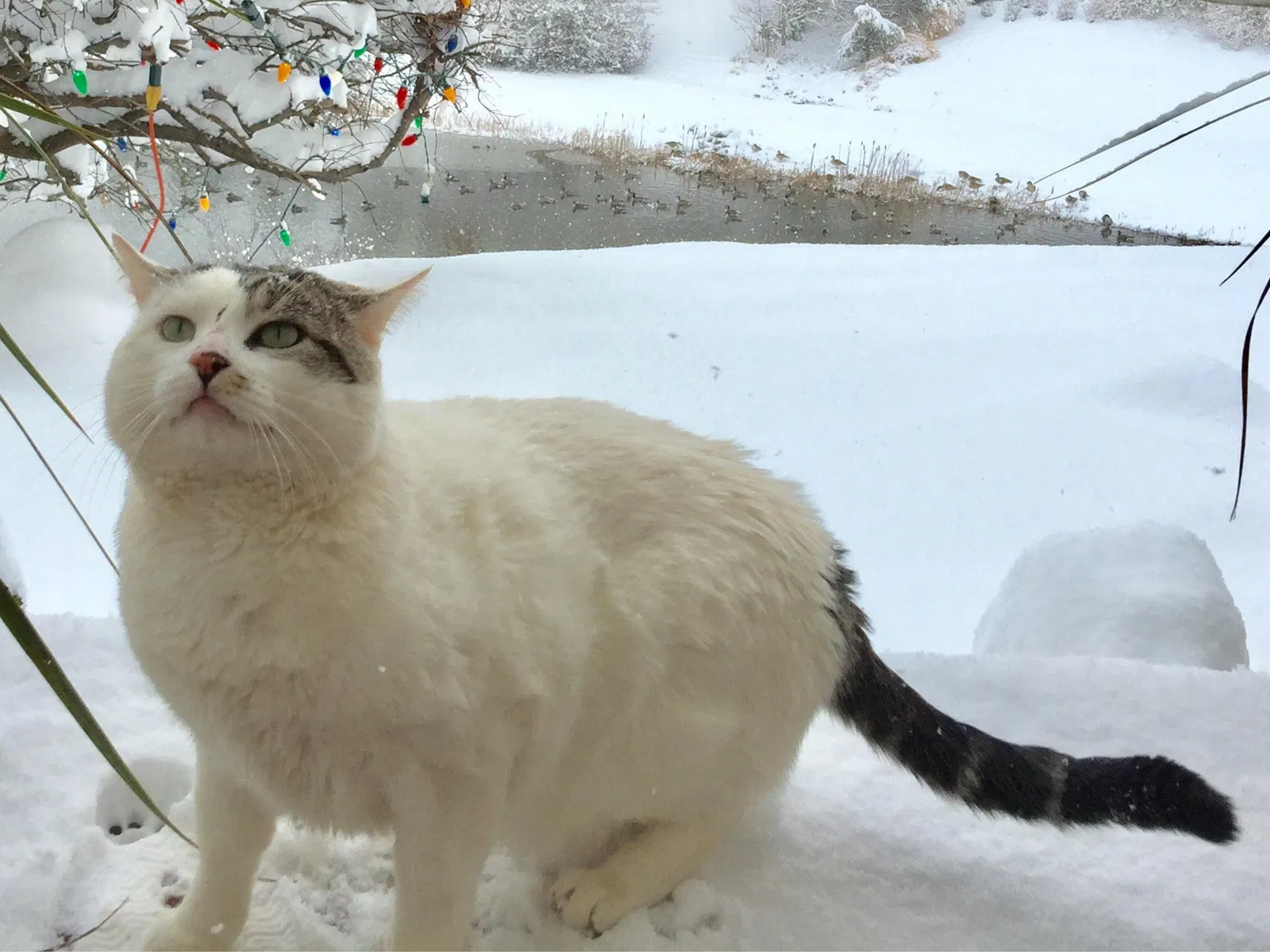 Lost cat in Oakton, VA, 22124