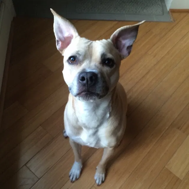 Lost dog in Chicago, IL, 60622