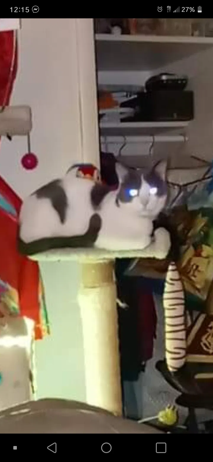Lost cat in Syracuse, NY, 13204