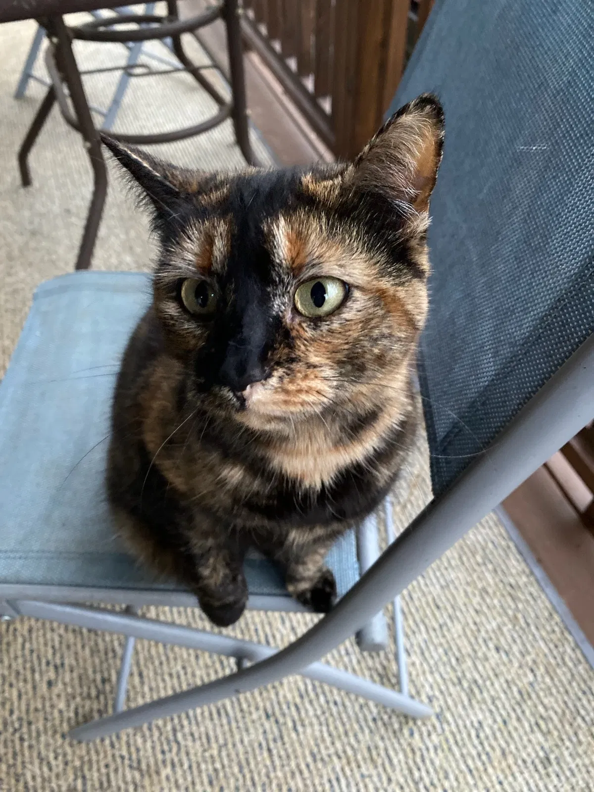 Lost cat in Mount Holly, NC, 28120