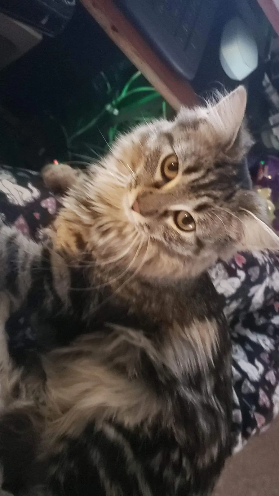 Lost cat in Bay City, MI, 48706