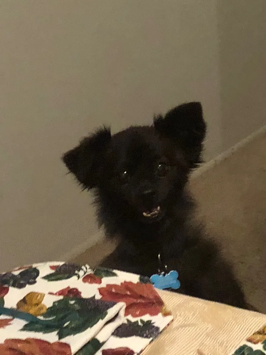 Lost dog in Escondido, CA, 92026