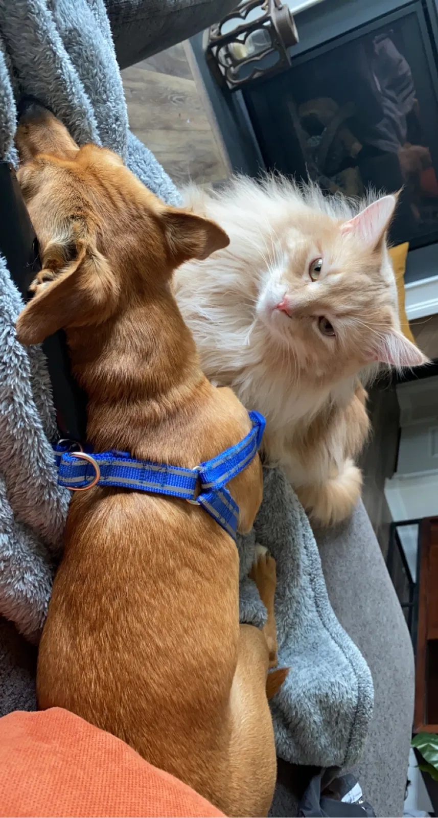 Lost cat in Indian Trail, NC, 28079