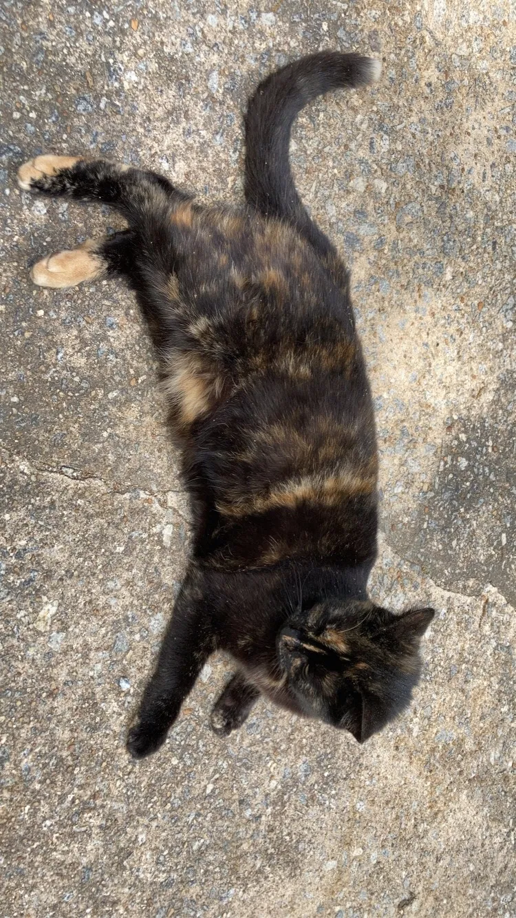 Lost cat in Jonesboro, GA, 30236