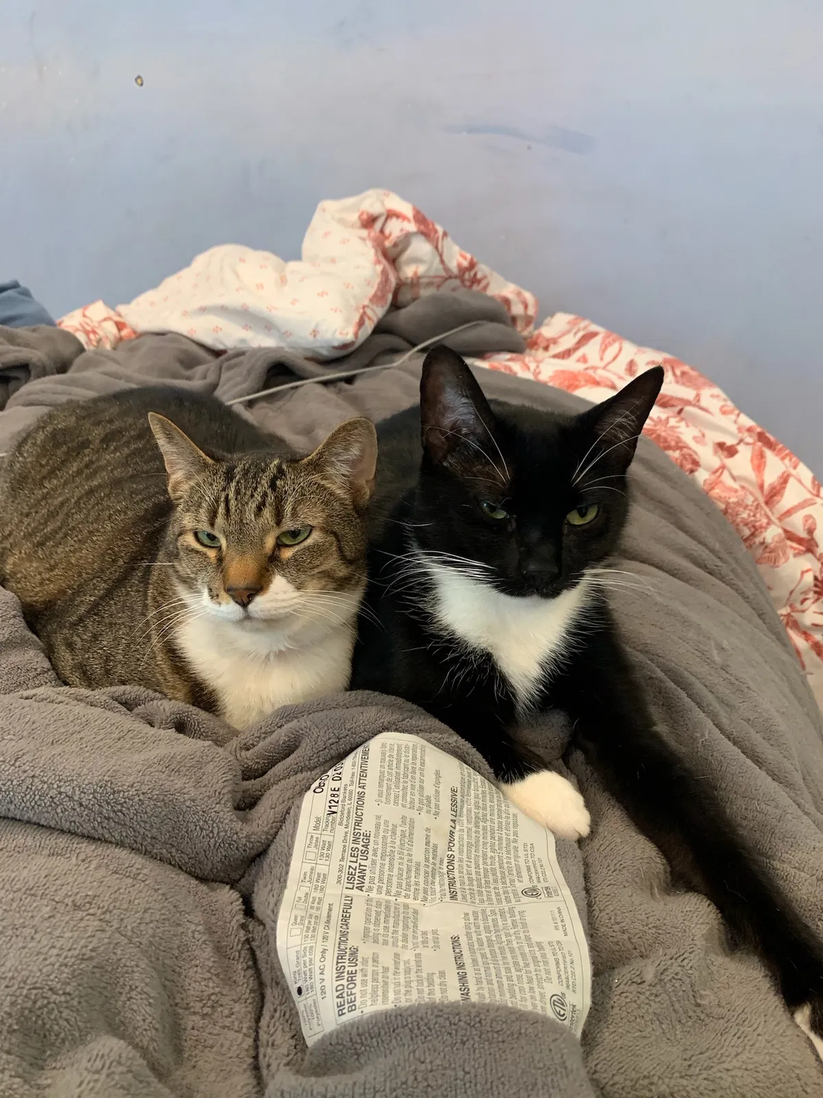 Lost cat in Somerset, NJ, 8873