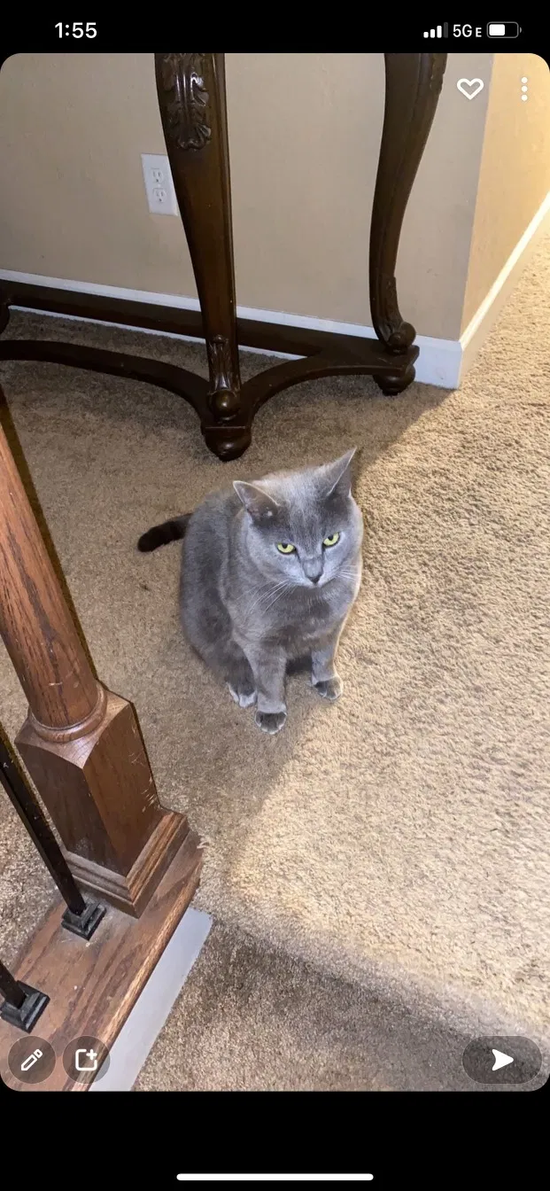 Lost cat in Knoxville, TN, 37932