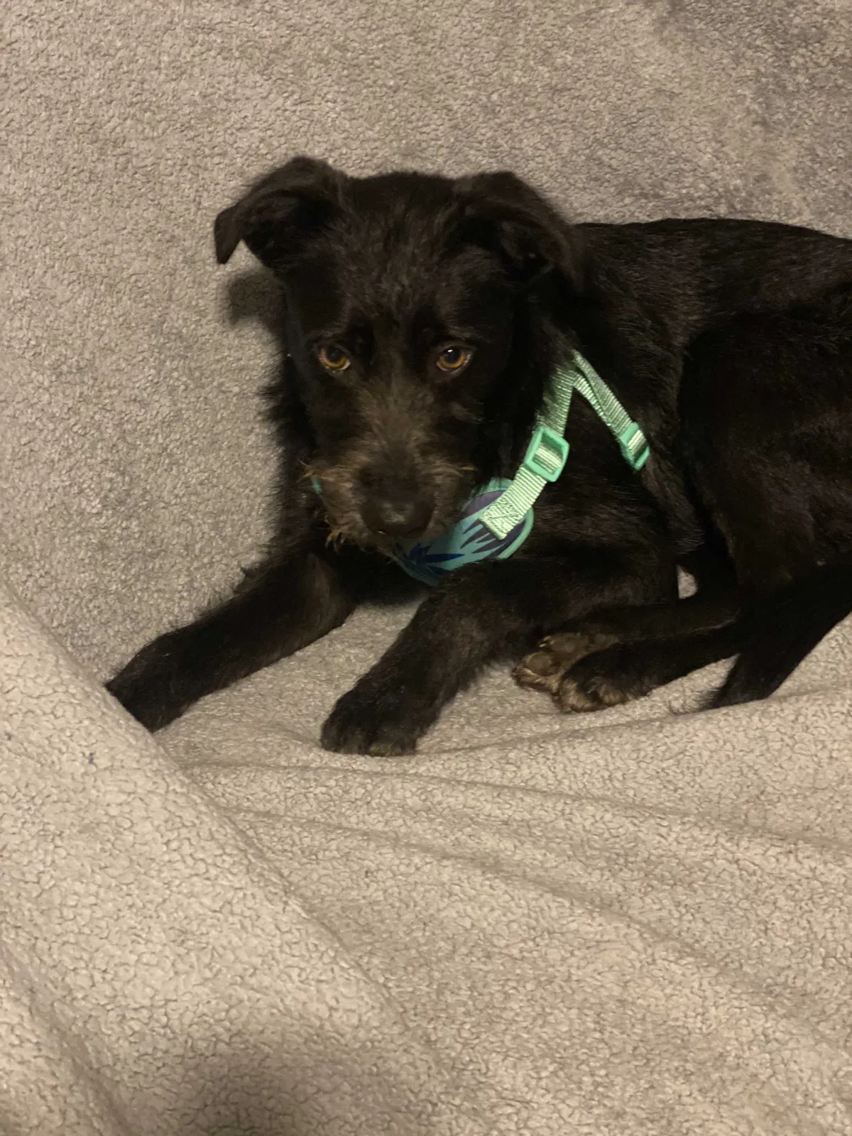 Lost dog in Houston, TX, 77065