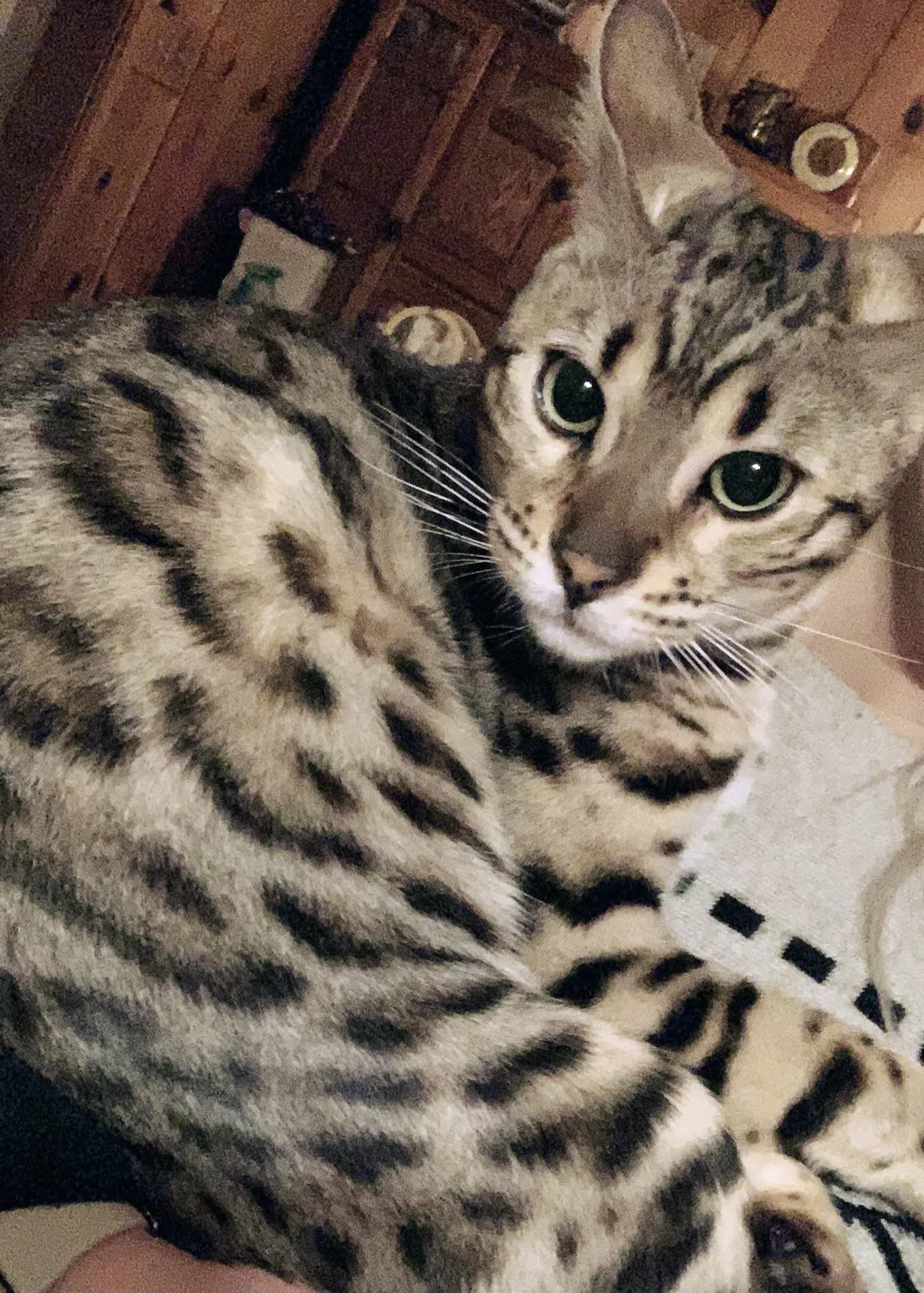 Lost cat in Keller, TX, 76248