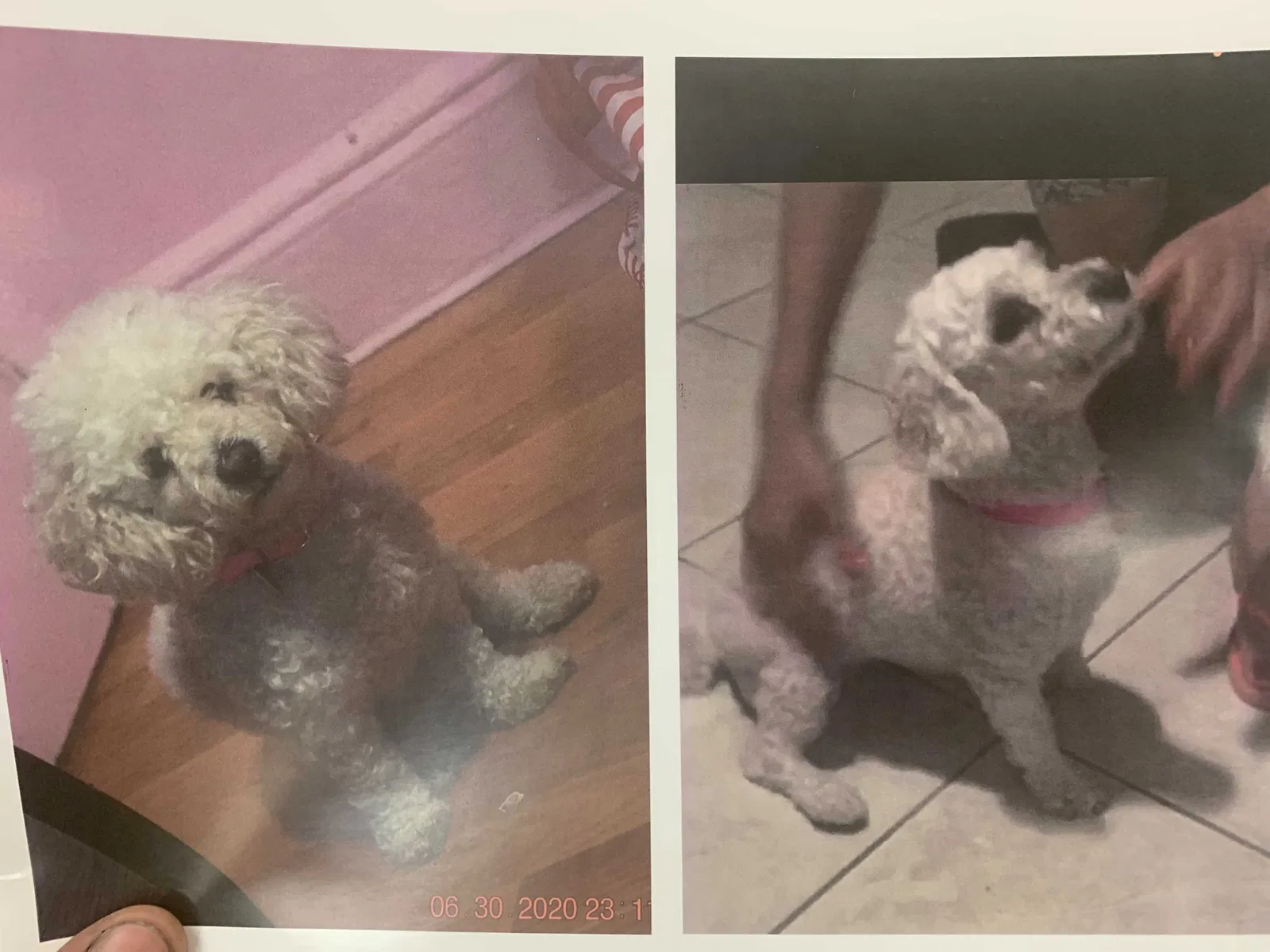 Lost dog in Corona, NY, 11368