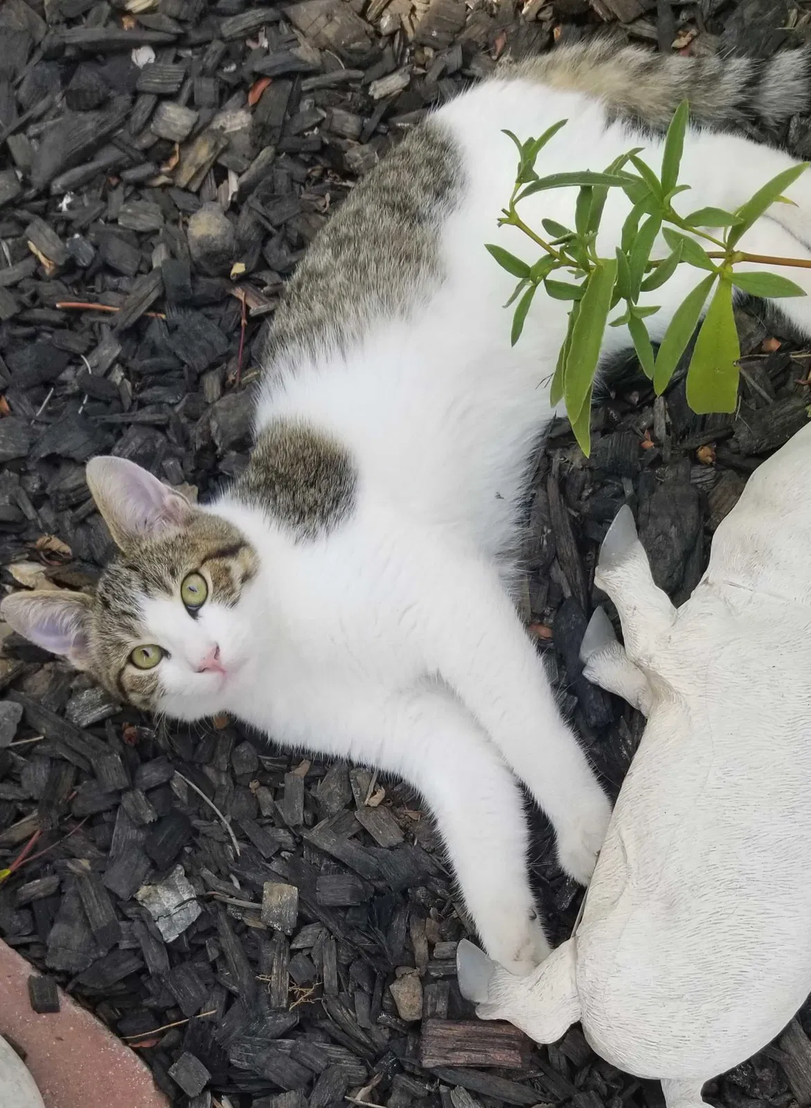 Lost cat in Atascadero, CA, 93422