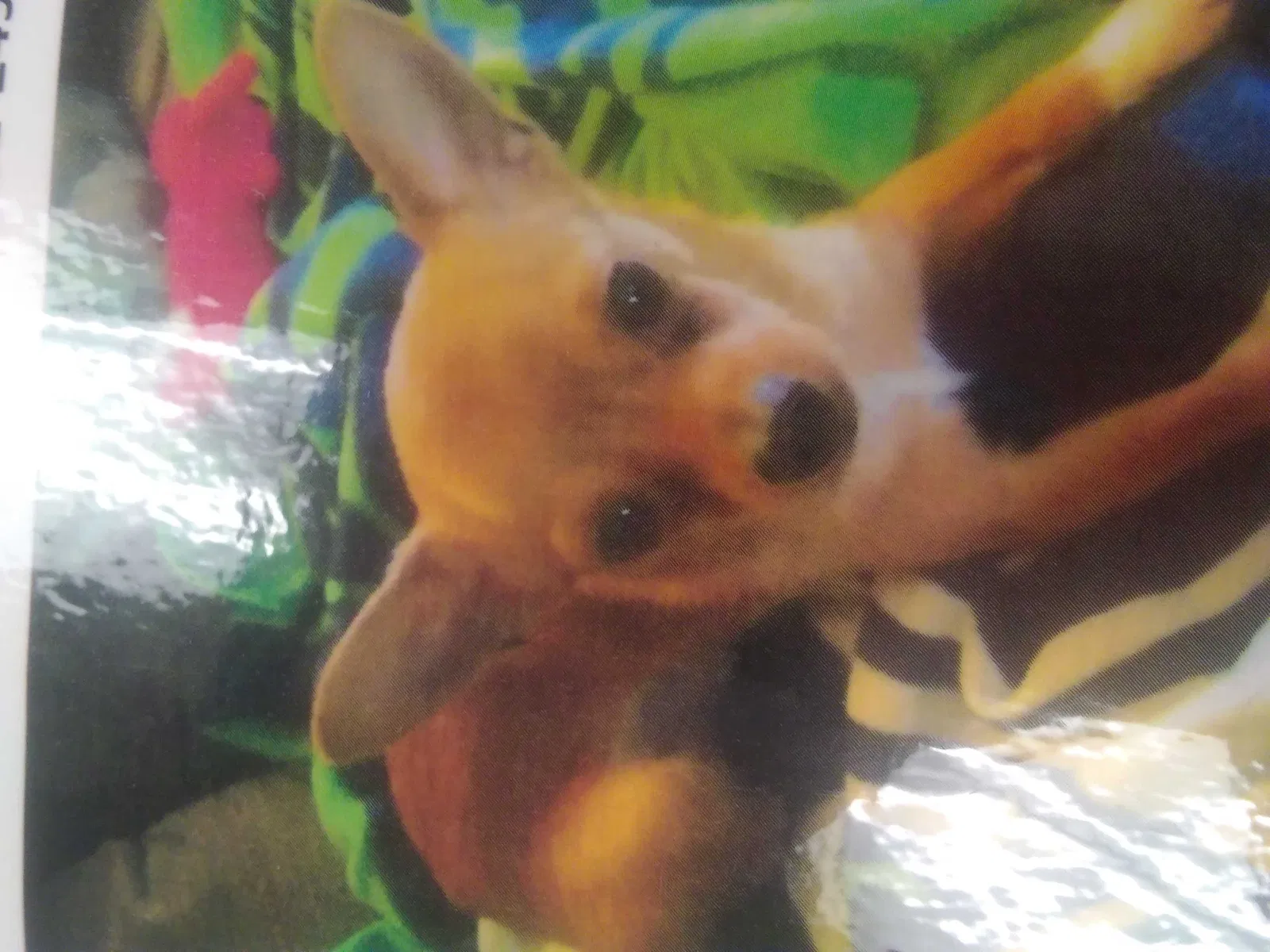 Lost dog in Olympia, WA, 98512