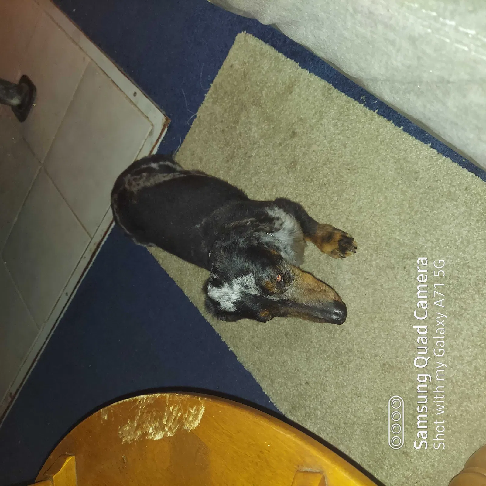 Lost dog in Aquasco, MD, 20608