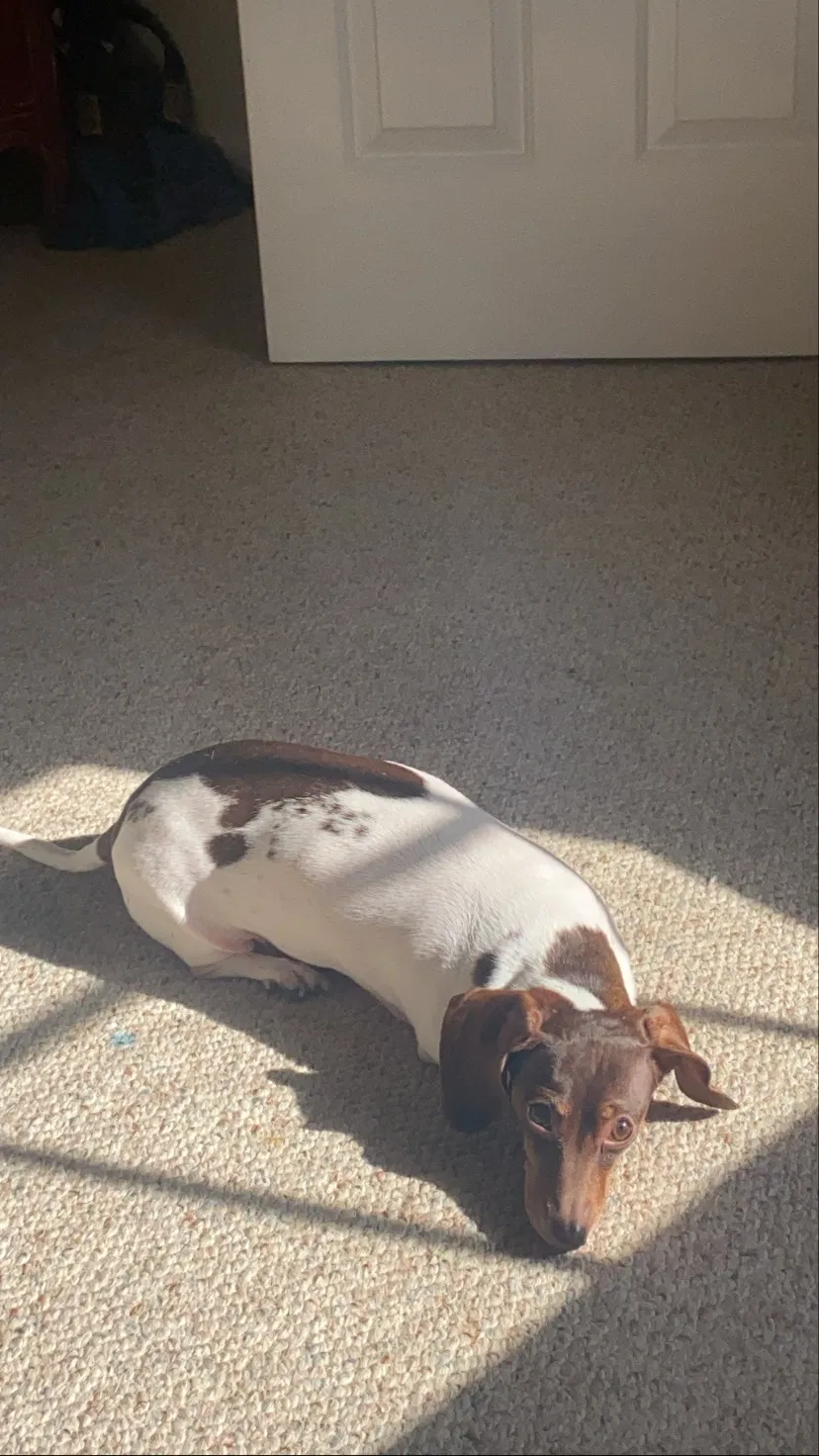 Lost dog in Matthews, NC, 28105