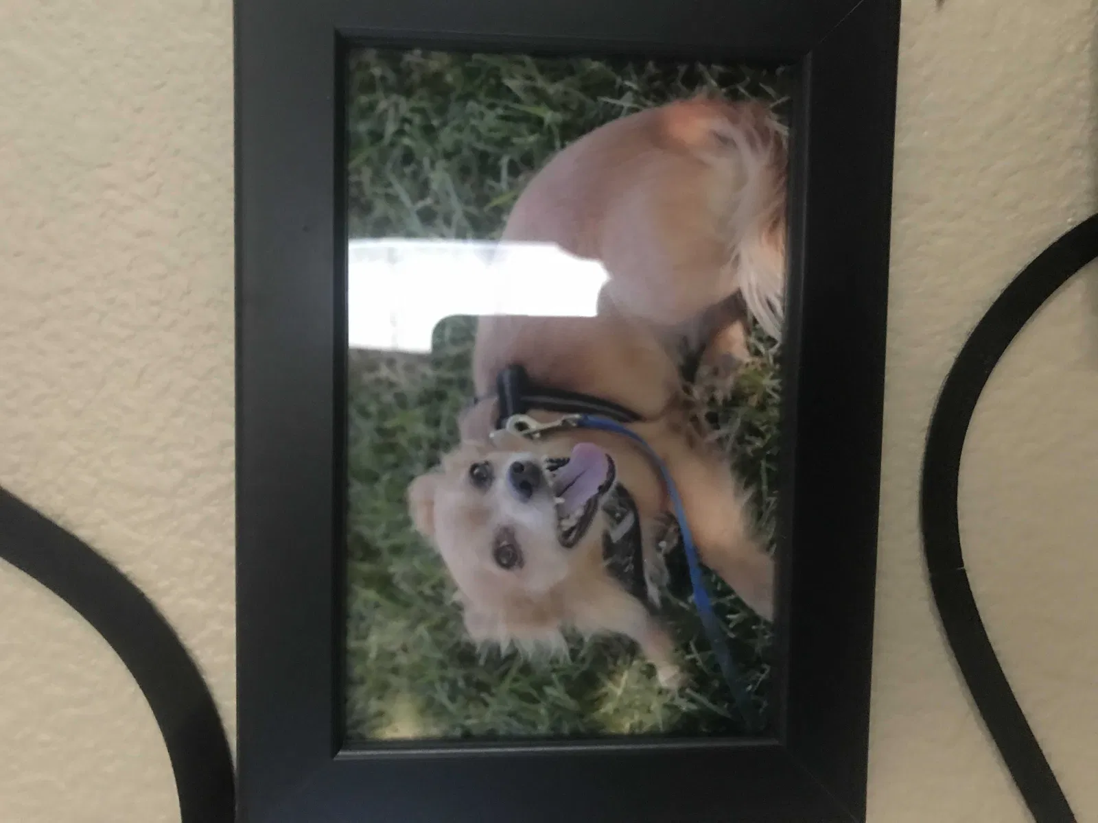 Lost dog in North Las Vegas, NV, 89031