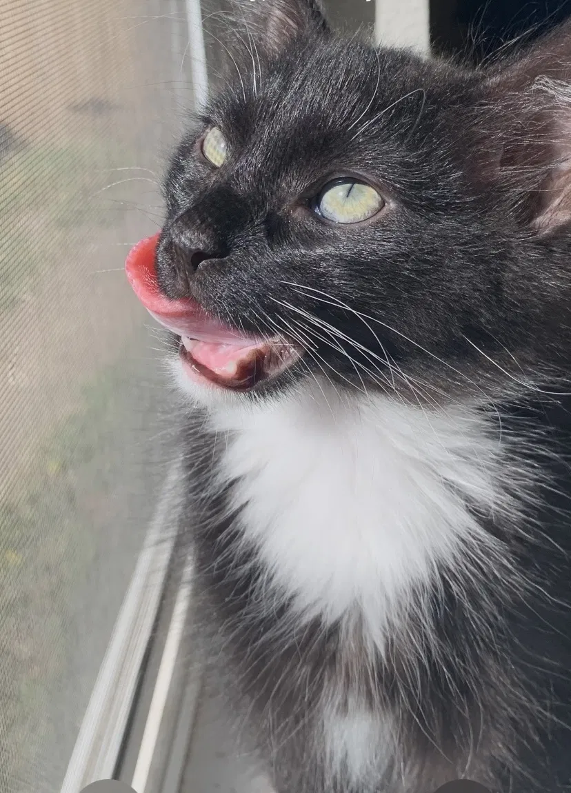Lost cat in Tulsa, OK, 74137