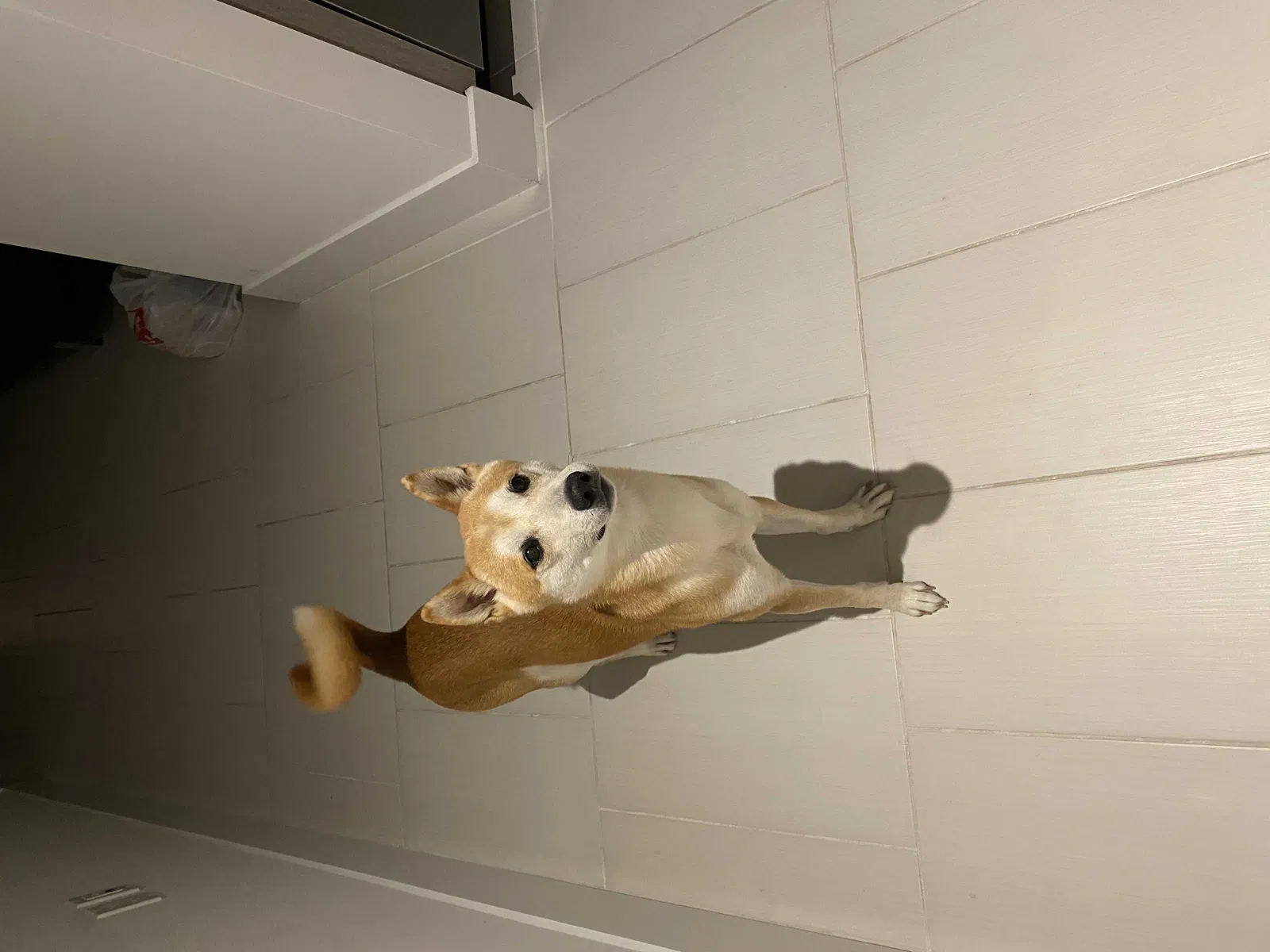 Lost dog in Kissimmee, FL, 34741