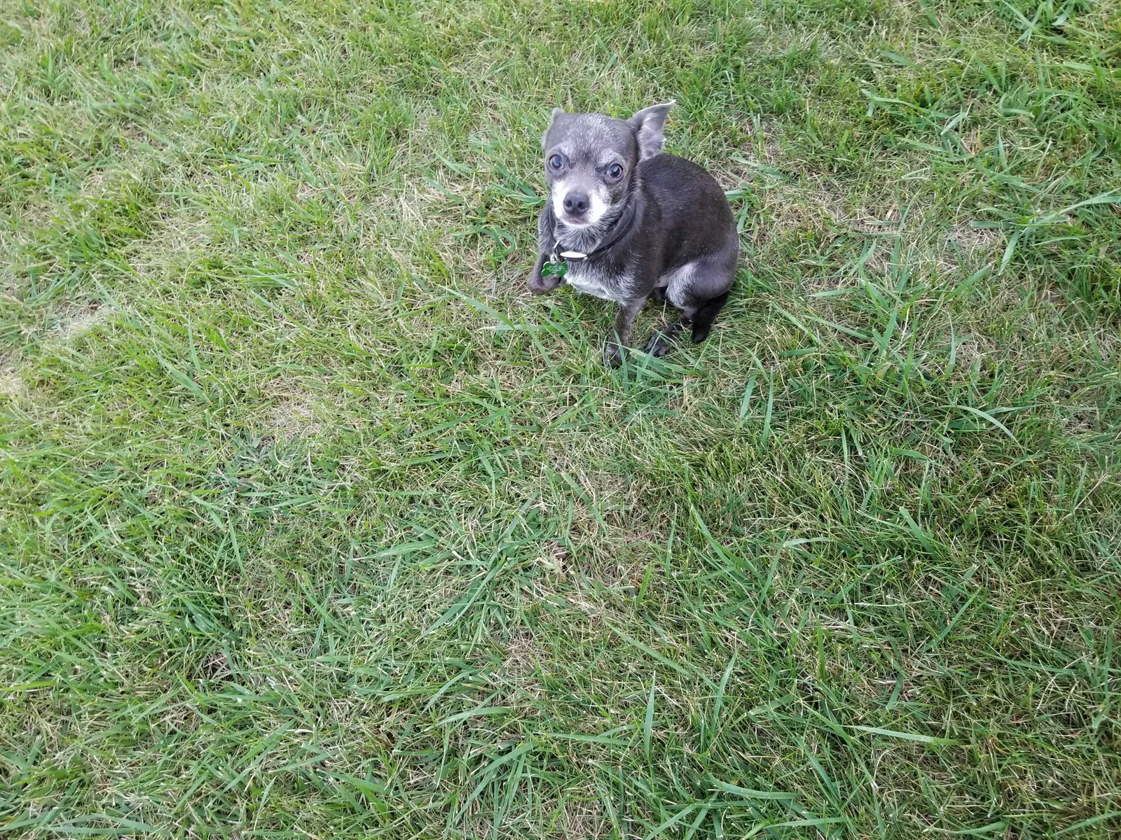 Lost dog in Pittsboro, IN, 46167
