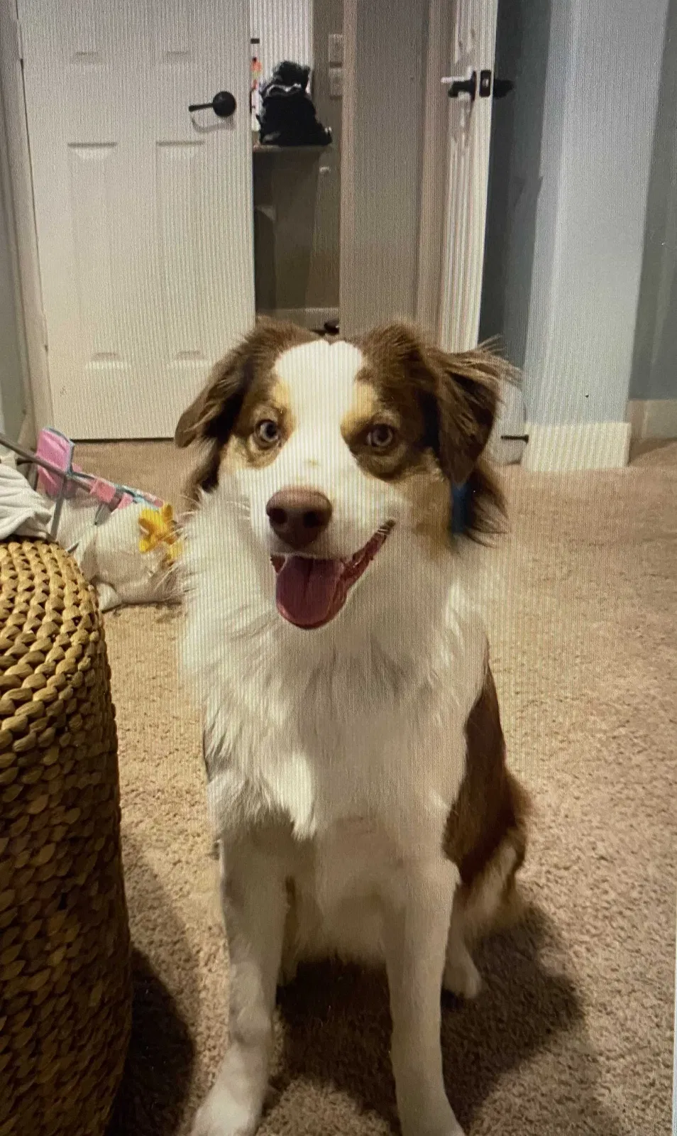 Lost dog in Rockport, TX, 78382
