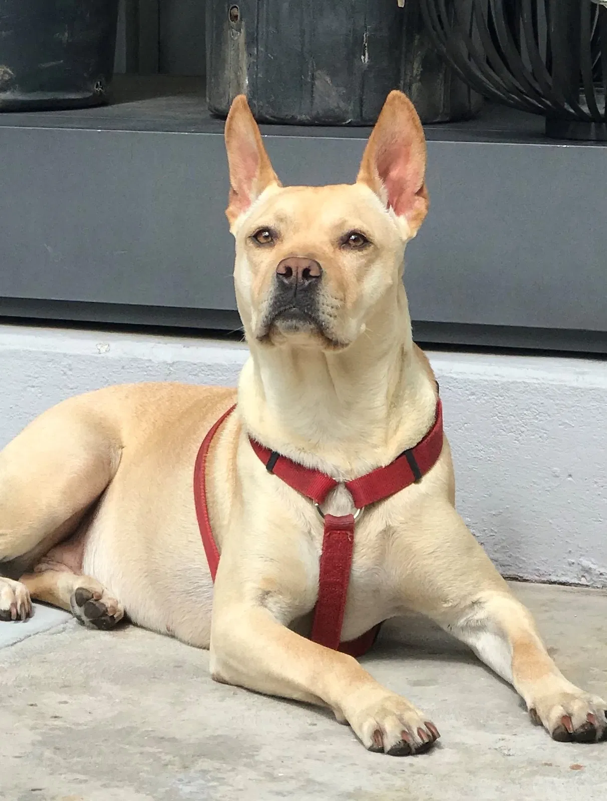 Lost dog in North Hollywood, CA, 91606