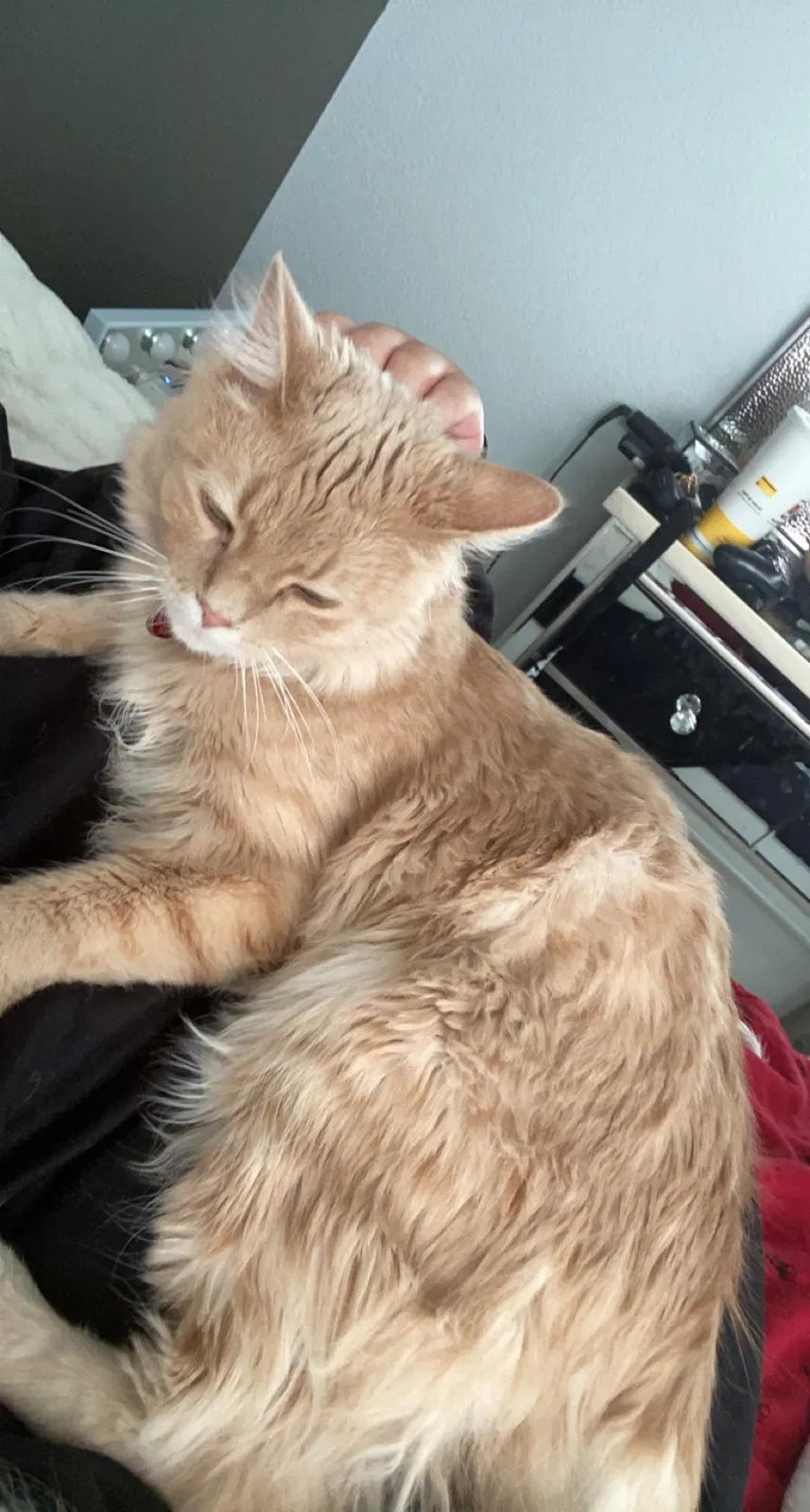 Lost cat in Brighton, CO, 80601