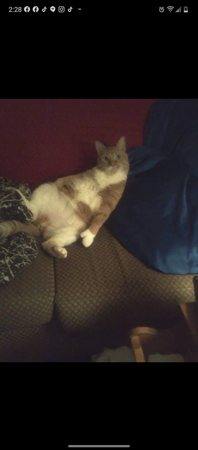 Lost cat in Kendallville, IN, 46755
