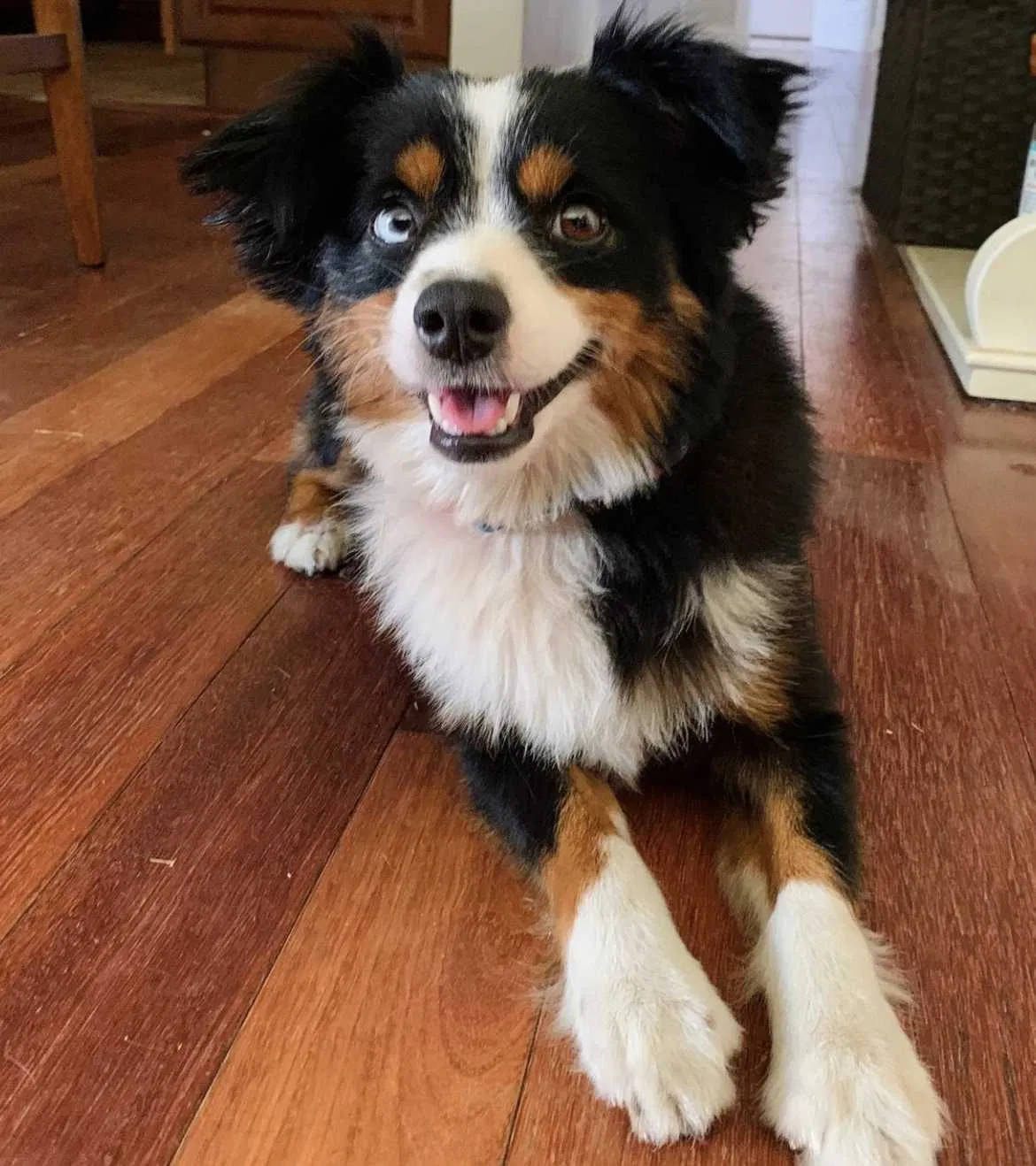 Lost dog in Glendora, CA, 91741
