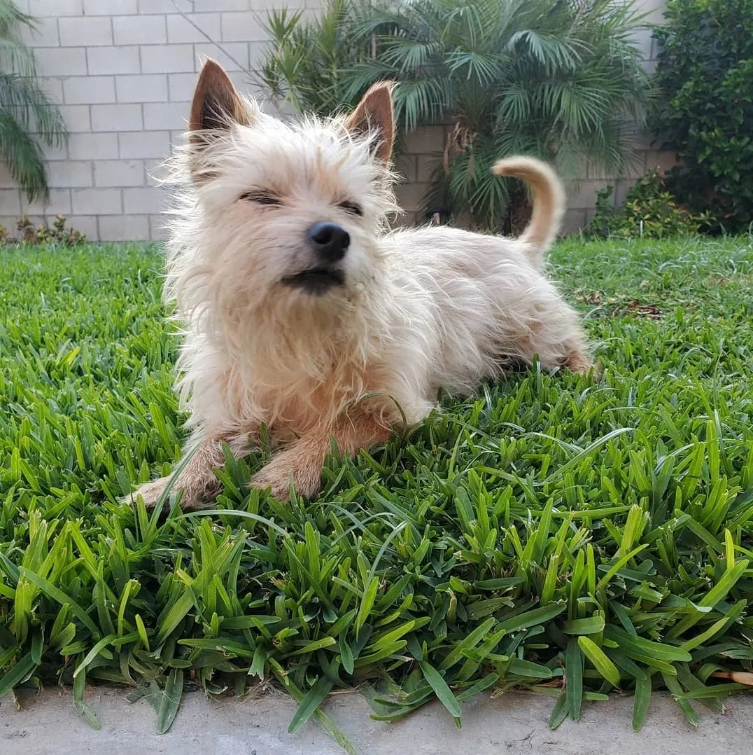 Lost dog in Duarte, CA, 91010