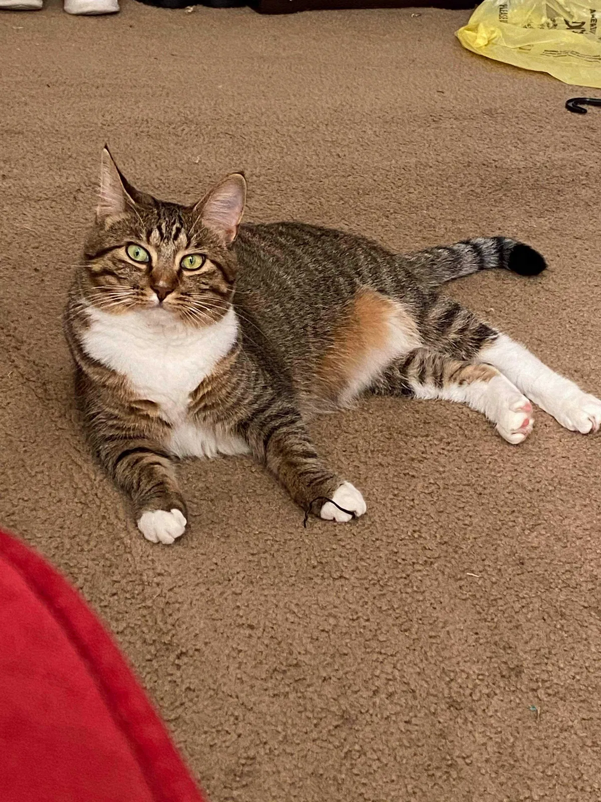 Lost cat in Murfreesboro, TN, 37128