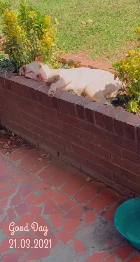 Lost dog in Memphis, TN, 38114