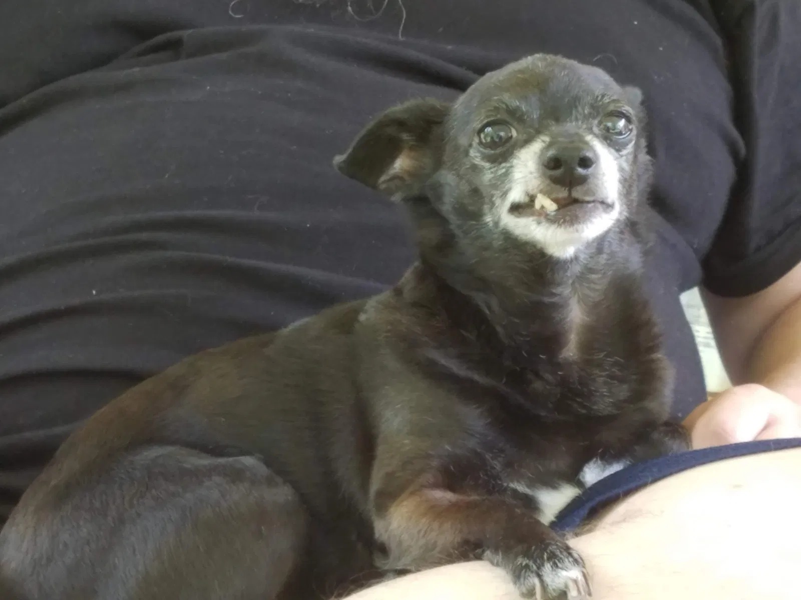 Lost dog in Alexander, AR, 72002