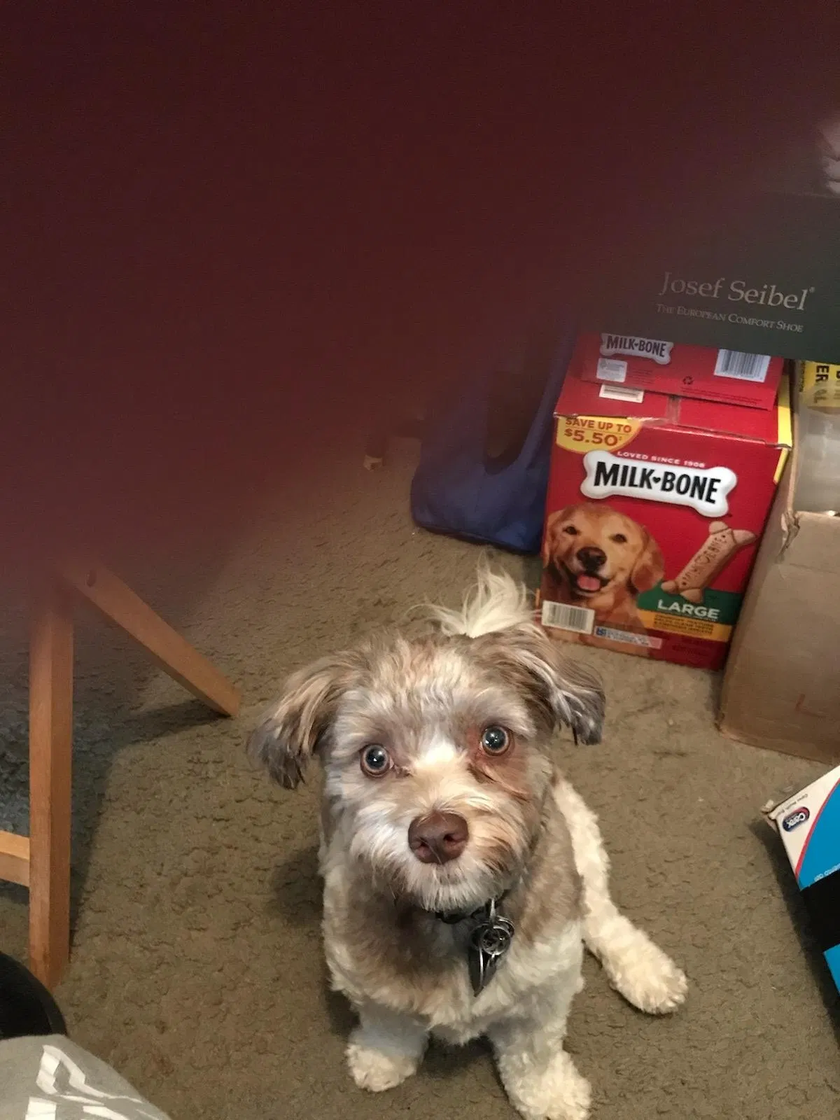 Lost dog in Cleveland, OH, 44121