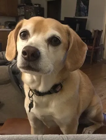 Lost dog in Sylva, NC, 28779