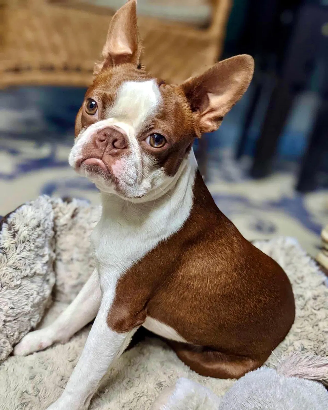 Lost dog in Lincoln, CA, 95648
