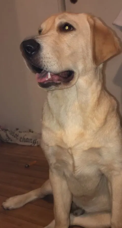 Lost dog in Pomona, CA, 91766