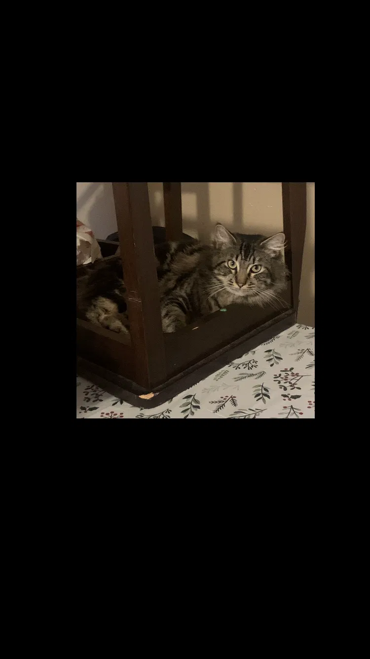 Lost cat in Inglewood, CA, 90304