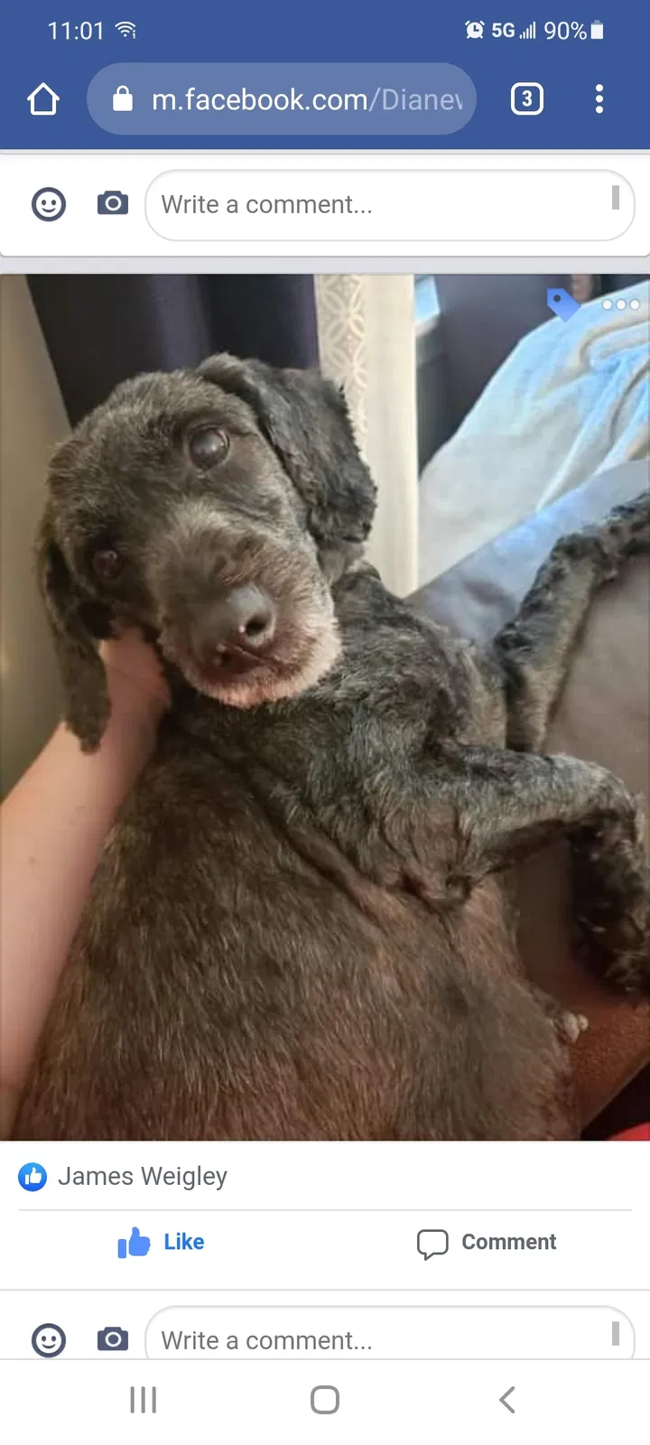 Lost dog in Mc Donald, TN, 37353