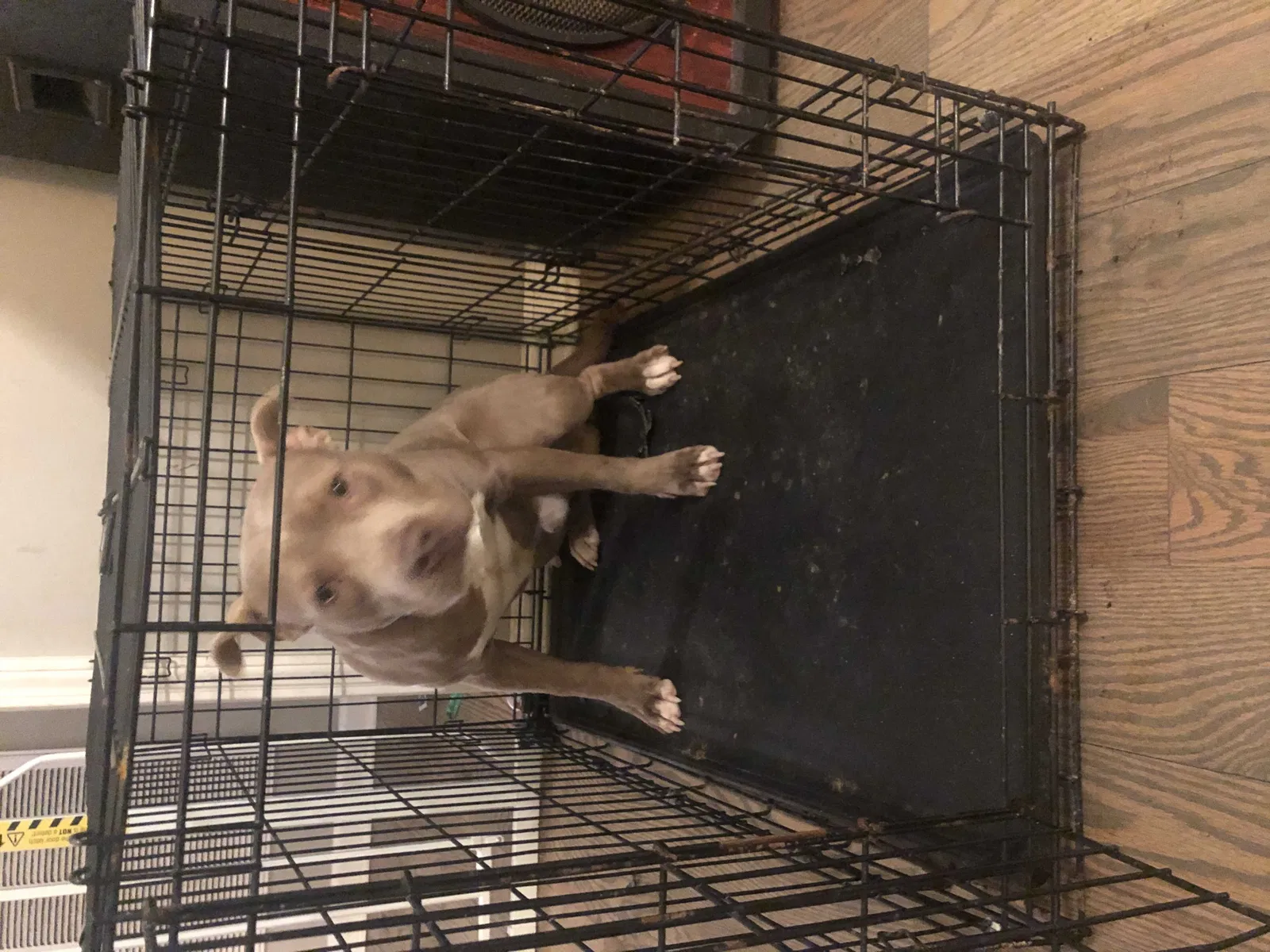 Lost dog in Murfreesboro, TN, 37130