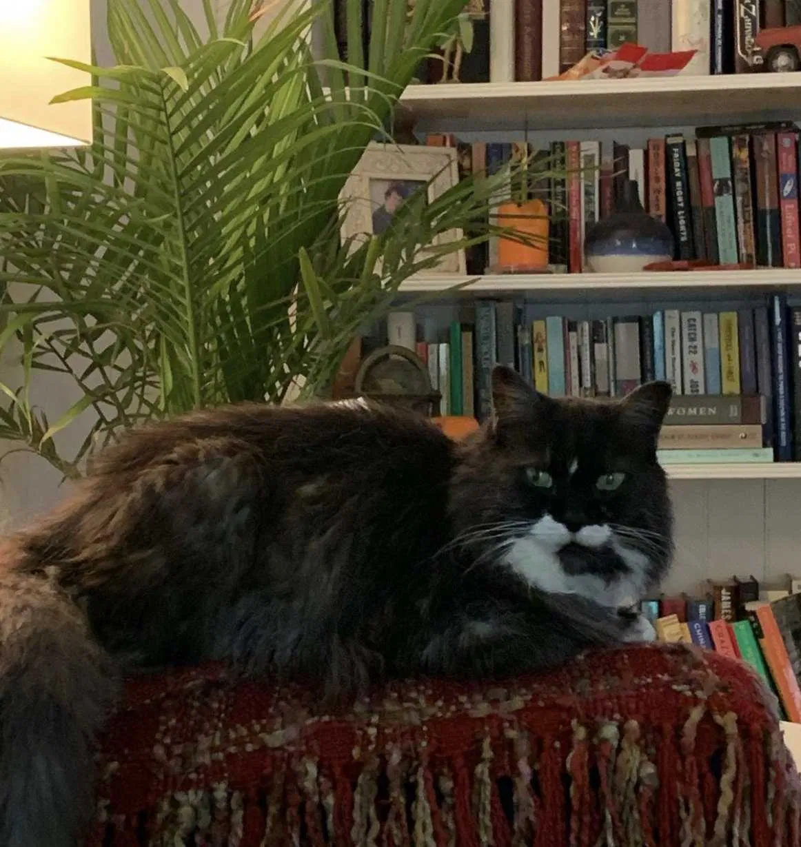 Lost cat in Seattle, WA, 98146