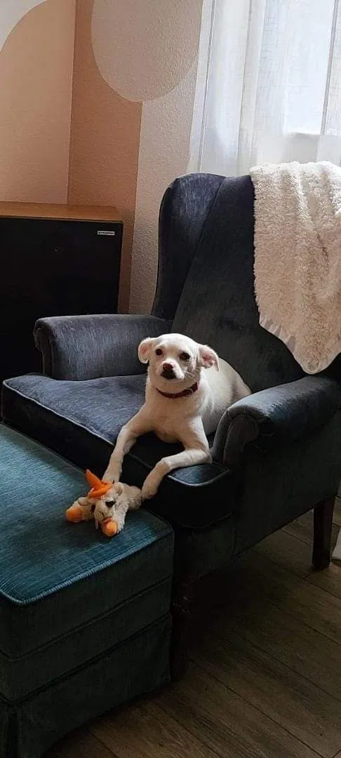 Lost dog in Vancouver, WA, 98664