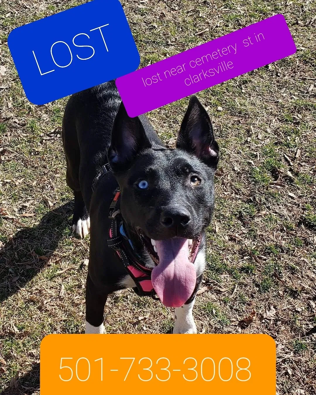 Lost dog in Clarksville, AR, 72830