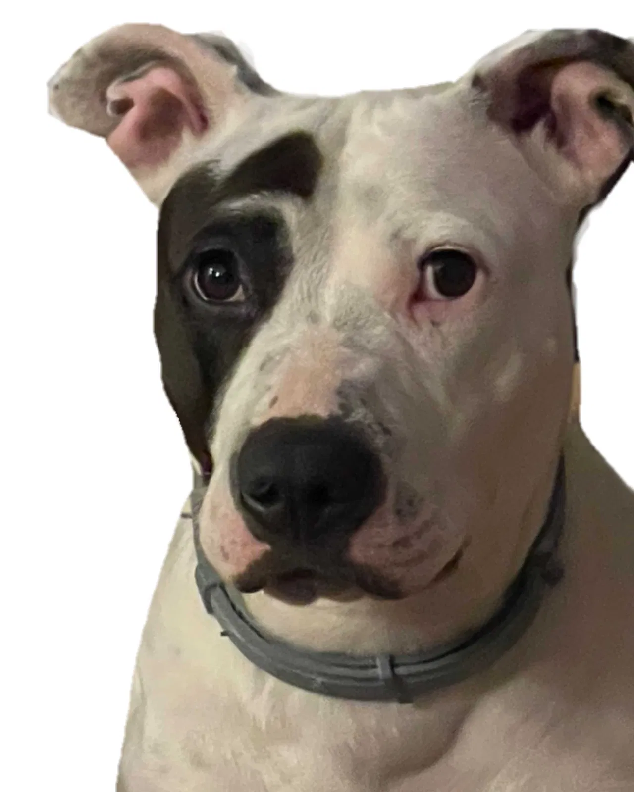 Lost dog in Metuchen, NJ, 8840